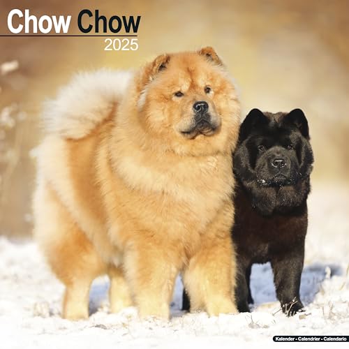 Chow Chow Calendar 2025 | Square Dog Breed Wall Calendar - 16 Month