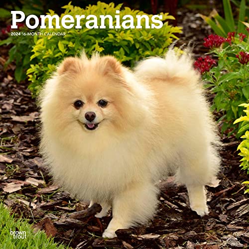 Pomeranians | 2024 12 x 24 Inch Monthly Square Wall Calendar | BrownTrout | Animals Small Dog Breeds