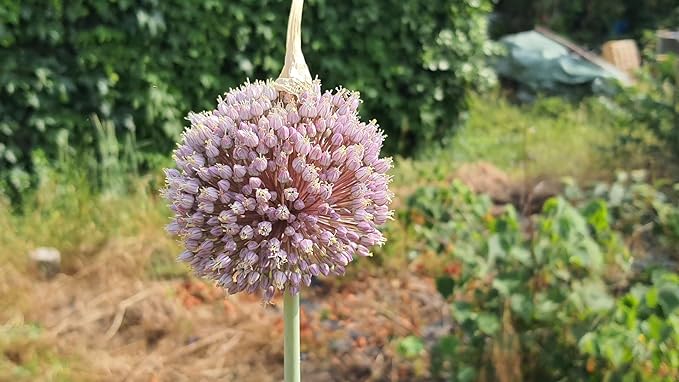 Allium ampeloprasum ssp Ampeloprasum/Ail éléphant/Conteneur de 1 à 1.9 litres/Aromatique