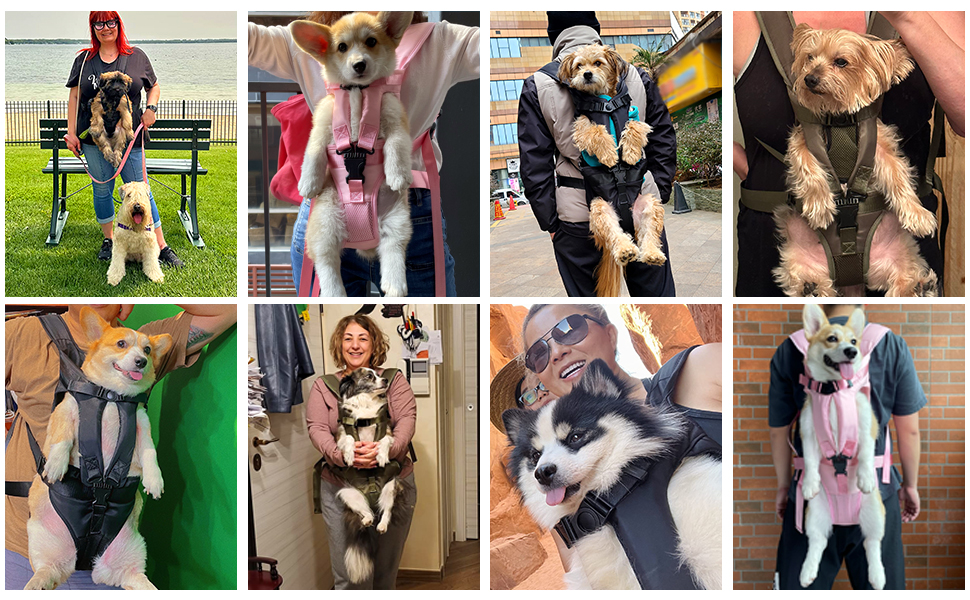 dog carrier for medium dogs