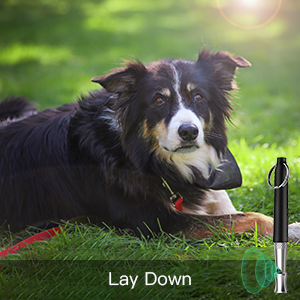 dog whistle training